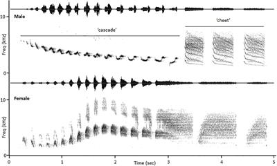 Form and Function Predict Acoustic Transmission Properties of the Songs of Male and Female Canyon Wrens